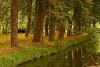 pif_tav9_tipi_forestali_thumbnail